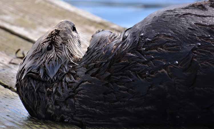 harbor seal on dock
